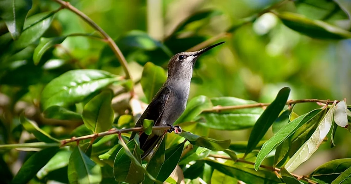 اختفاء الطيور في أمريكا الشمالية: ناقوس خطر يهدد توازن الطبيعة