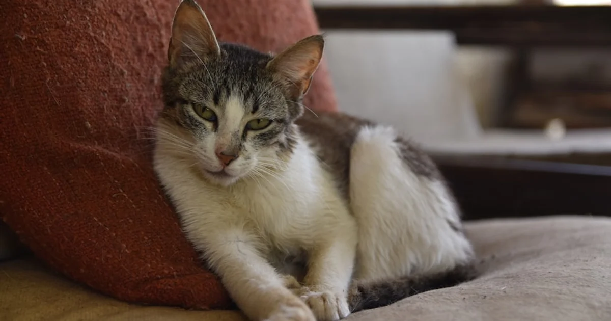 كيف تساهم برامج التعقيم المجتمعية في حماية القطط والبيئة المحيطة بنا