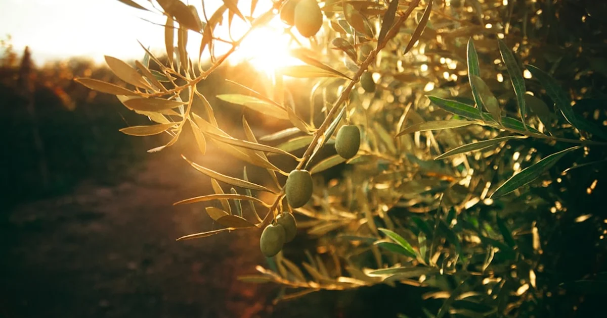 فك شفرة الحمض النووي للفطر المهدد لأشجار الزيتون: أمل جديد للمزارعين