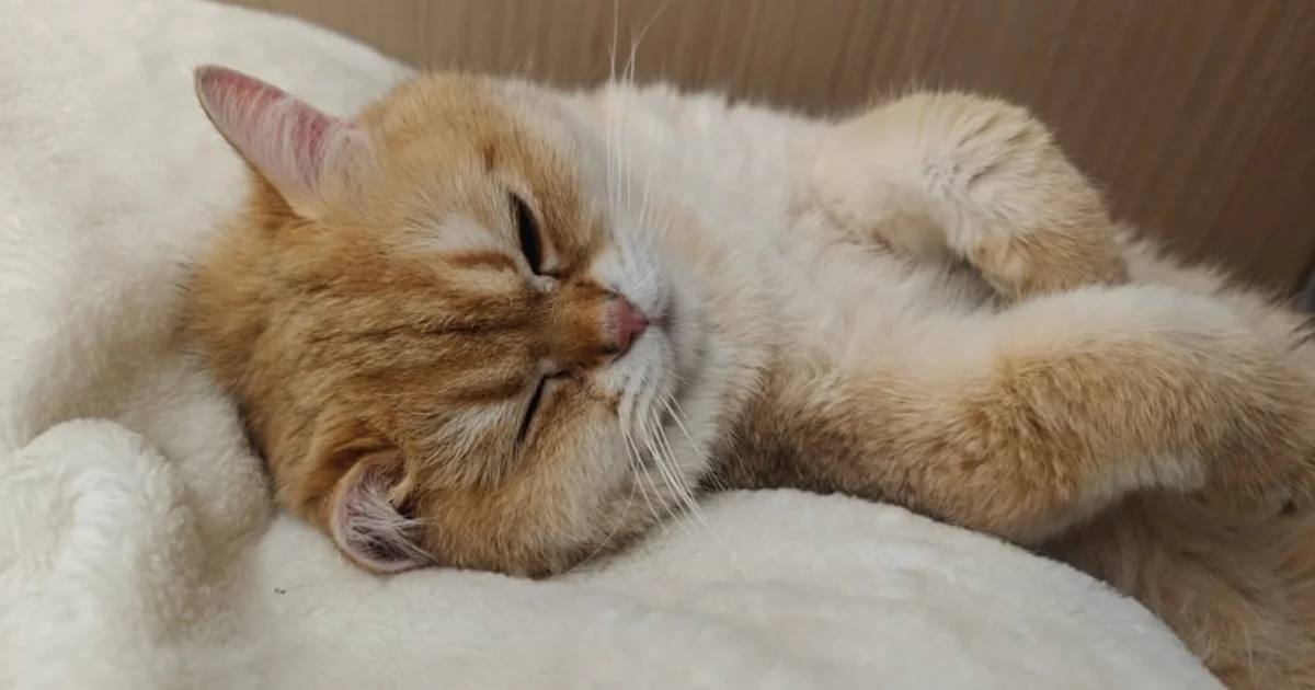 مفتاح النوم العميق: كيف يعيد جسمك بناء عضلاته وحرق الدهون ليلاً