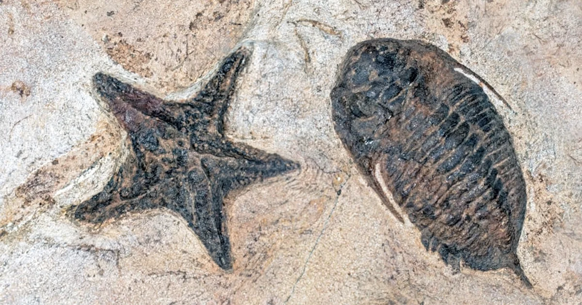 رحلة الخروج من المحيط: كيف نجحت الكائنات القديمة في غزو اليابسة؟