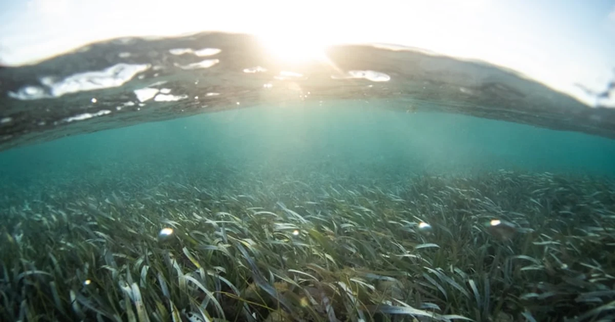 رحلة الحيتان الرمادية نحو خليج سان فرانسيسكو: فخ مميت يهدد الكائنات العملاقة