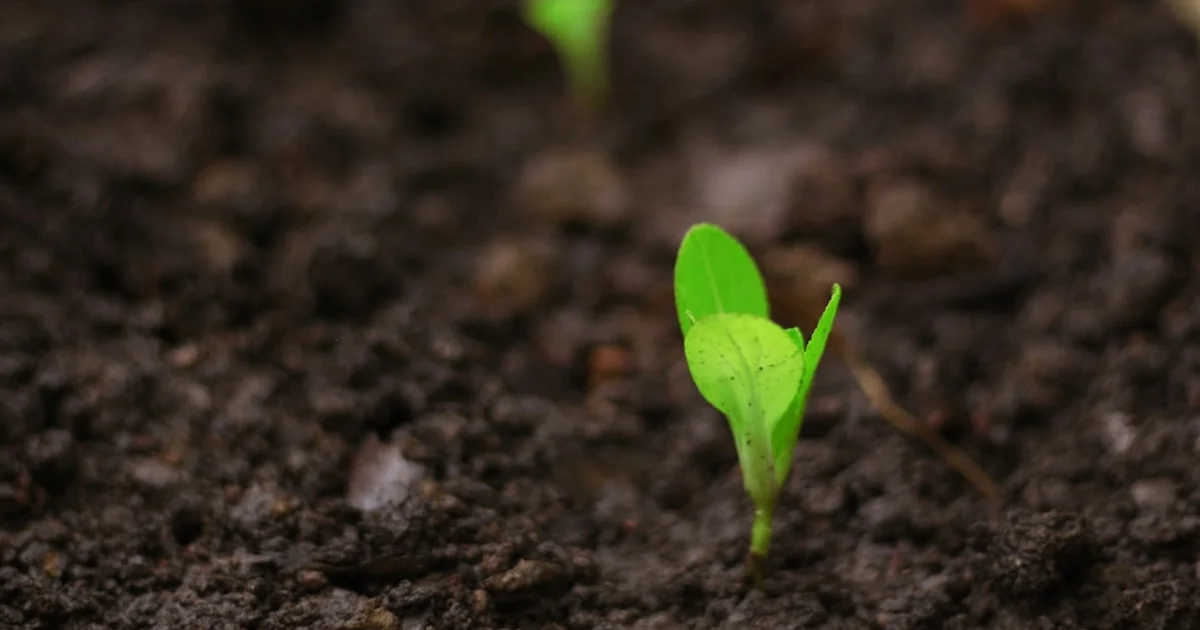 سر صمود النباتات أمام الظروف القاسية: اكتشاف علمي قد يغير مستقبل الزراعة