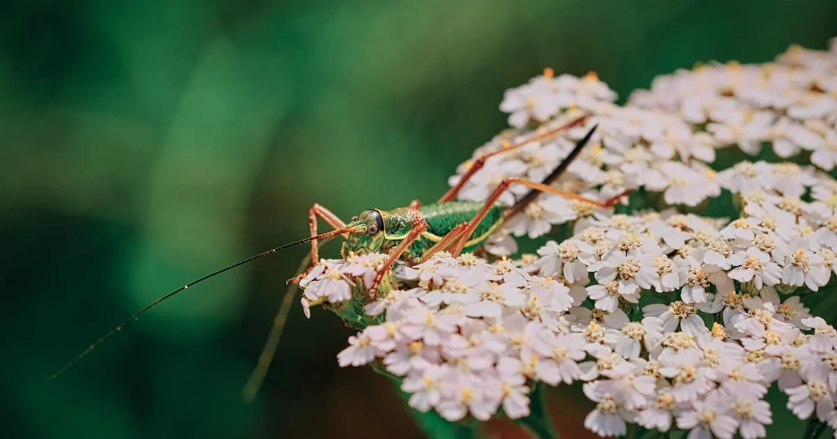 هل تتشارك البشر والحيوانات في ذوق واحد لاختيار الشريك المثالي؟