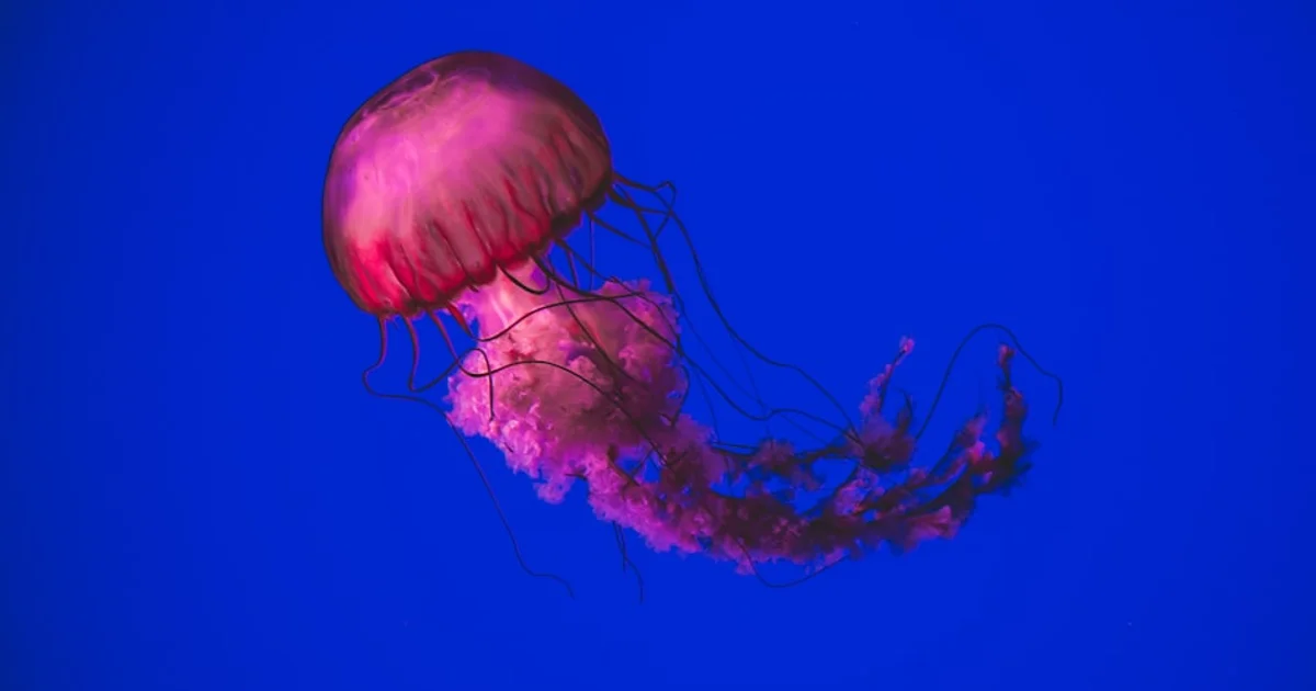 أسرار الساعة البيولوجية: كيف تطورت قناديل البحر لضبط إيقاع حياتها الغامض