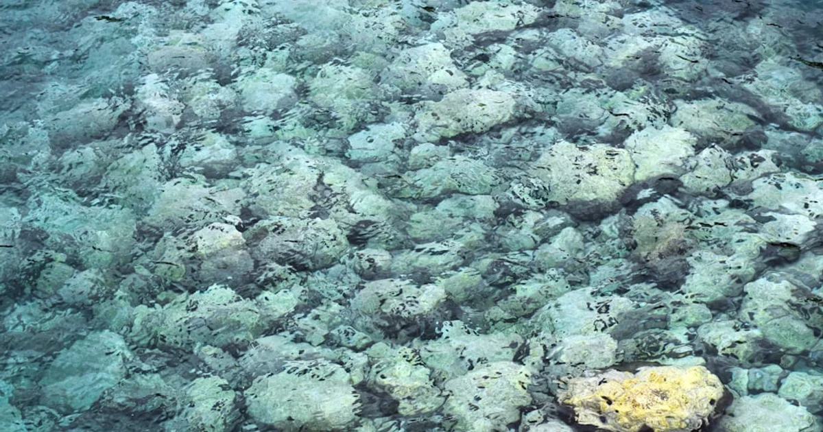 أسرار غامضة في أعماق المحيط: كيف تنتج الكائنات الدقيقة غاز الميثان؟