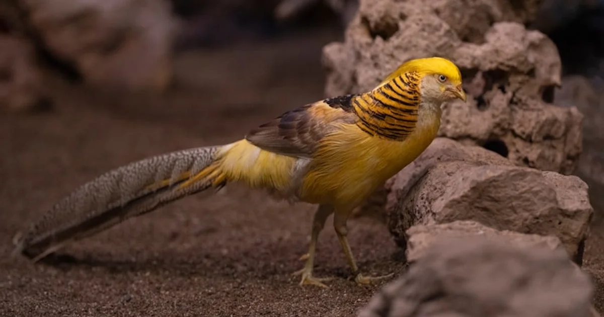 أسرار ما قبل التاريخ: لماذا كانت ديناصورات الأوفيرابتور تواجه صعوبة في تفقيس بيضها؟