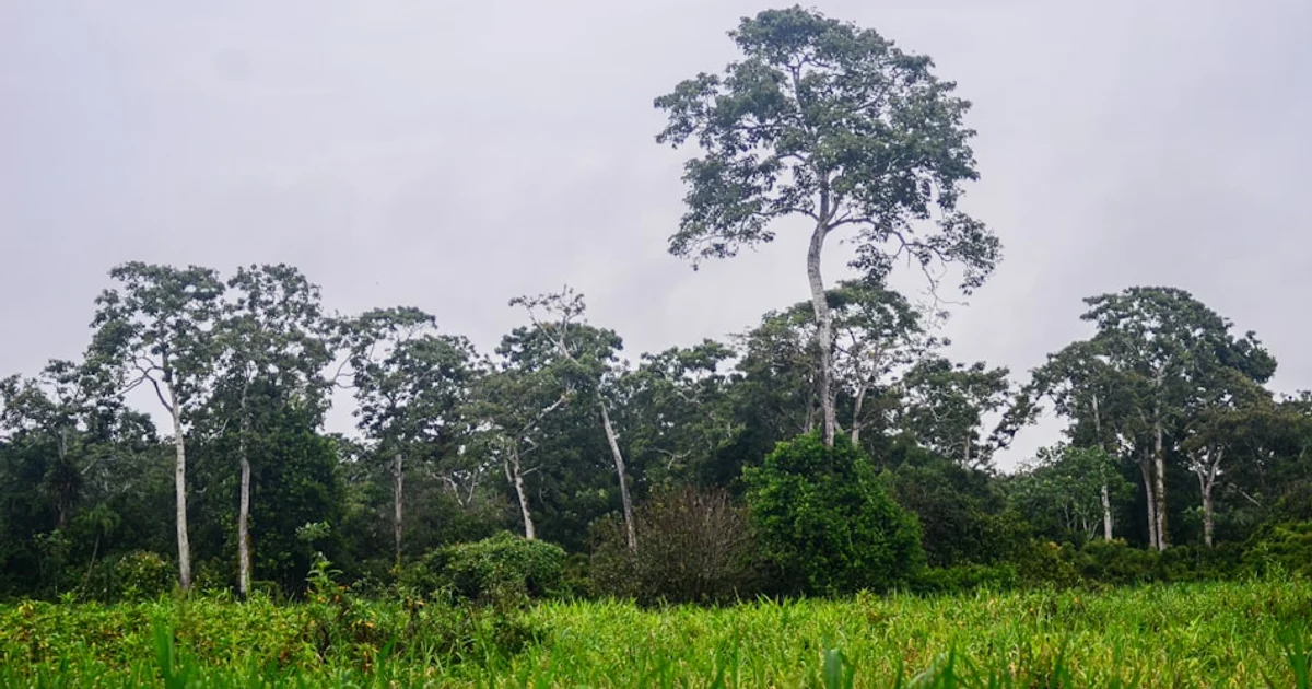 كيف تتحول الغابات الاستوائية المقطوعة إلى فخاخ حرارية تفتك بآلاف البشر سنوياً