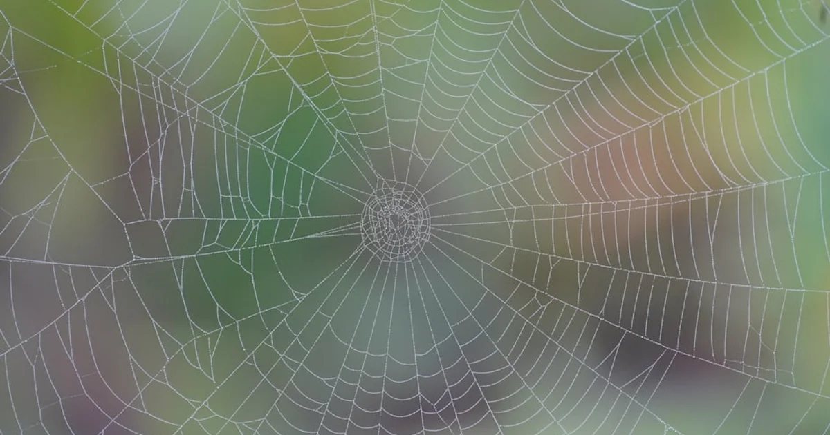 هل تخاف من العناكب؟ الحقيقة هي أن اختفاءها يمثل كابوساً حقيقياً لكوكبنا