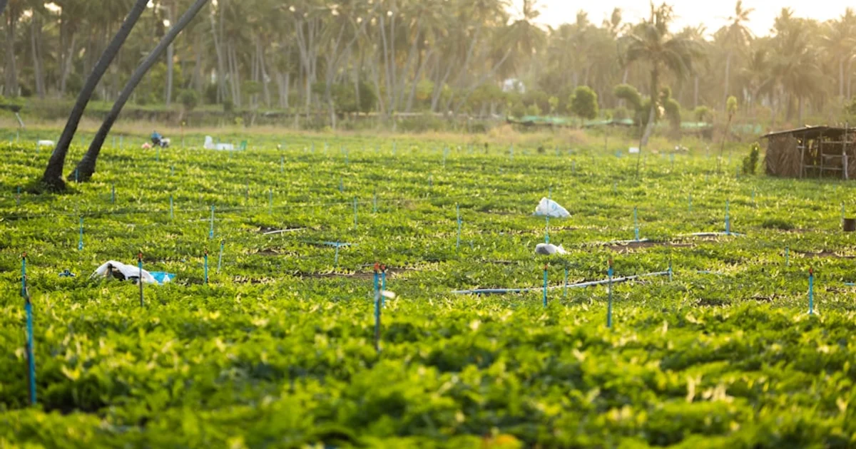 مستقبل الزراعة المستدامة: كيف نحمي محاصيلنا من التربة الحمضية دون مخاطر صحية؟