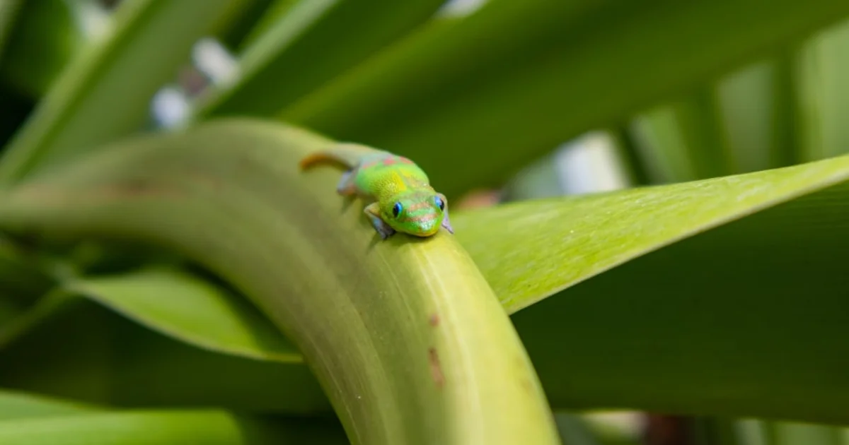 حشرات المناطق الاستوائية في مواجهة خطر الانقراض بسبب الاحتباس الحراري العالمي